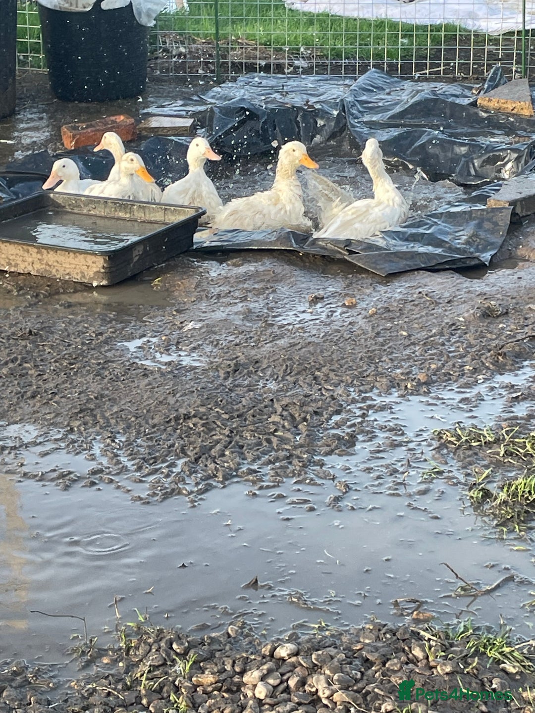 Ducks poultry for sale: 7 female pekins - Image 3