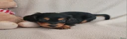 Cocker Spaniel dogs for sale: Small Health Tested Working Cocker Pups - Advert 16