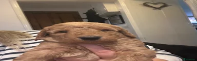 Labradoodle 3