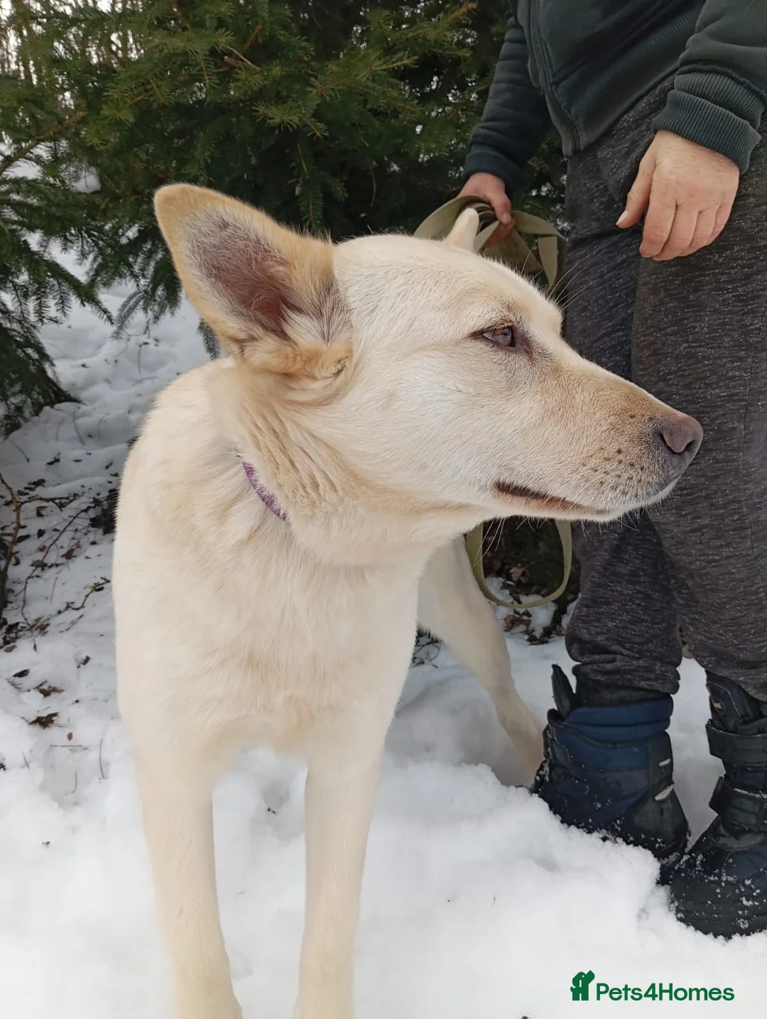Mixed Breed dogs for adoption: ❤️🐶 MILADY – Gentle Giant With A Tender Heart 🐶 in Burton-on-Trent - Advert 9
