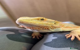 Bearded Dragon reptiles for sale: Bearded dragon for sale - Image 1