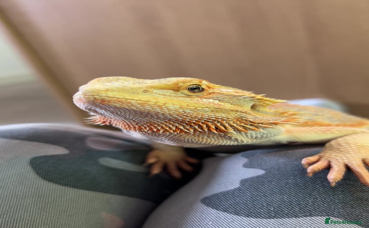 Bearded Dragon reptiles - Advert 1