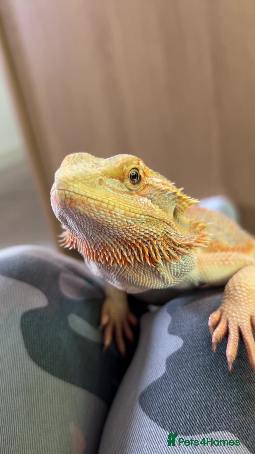 Bearded Dragon reptiles for sale: Bearded dragon for sale - Image 1