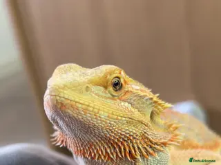 Bearded Dragon reptiles Bearded dragon for sale - Advert 1