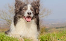 Border Collie dogs for stud: *PROVEN* Blue and White Border Collie Stud in Stoke-on-Trent - Image 11