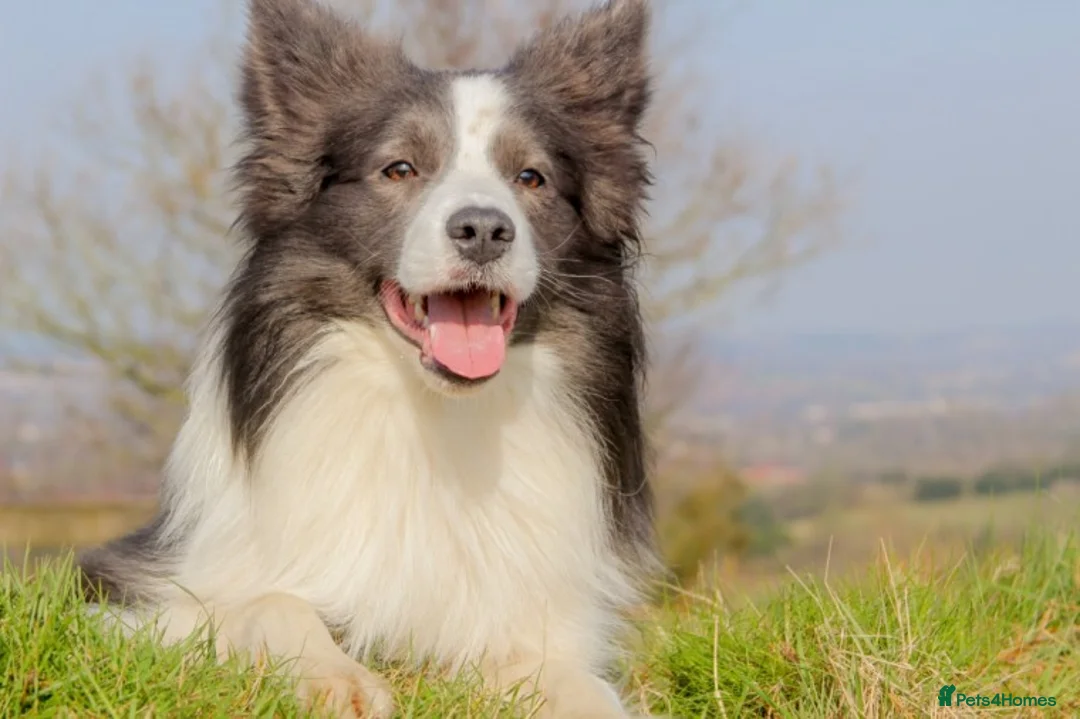 Border Collie dogs for stud: *PROVEN* Blue and White Border Collie Stud in Stoke-on-Trent - Advert 11