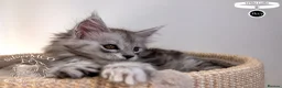 Maine Coon cats for sale: Stunning Maine Coon Kittens - Advert 26