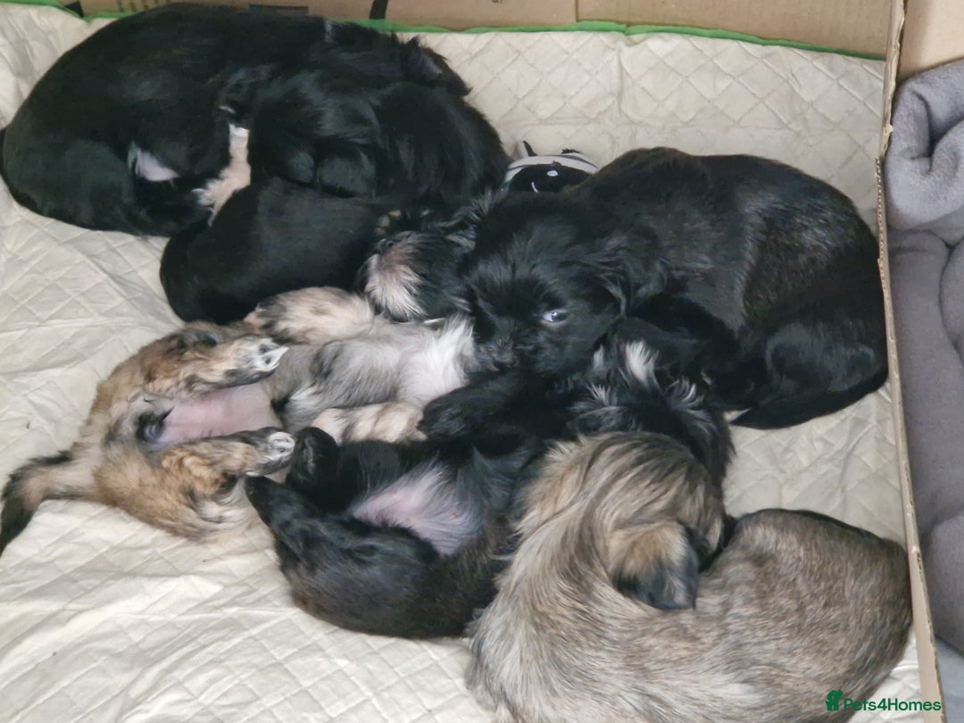 Malshi dogs for sale: Beautiful malshi puppies  - Image 20
