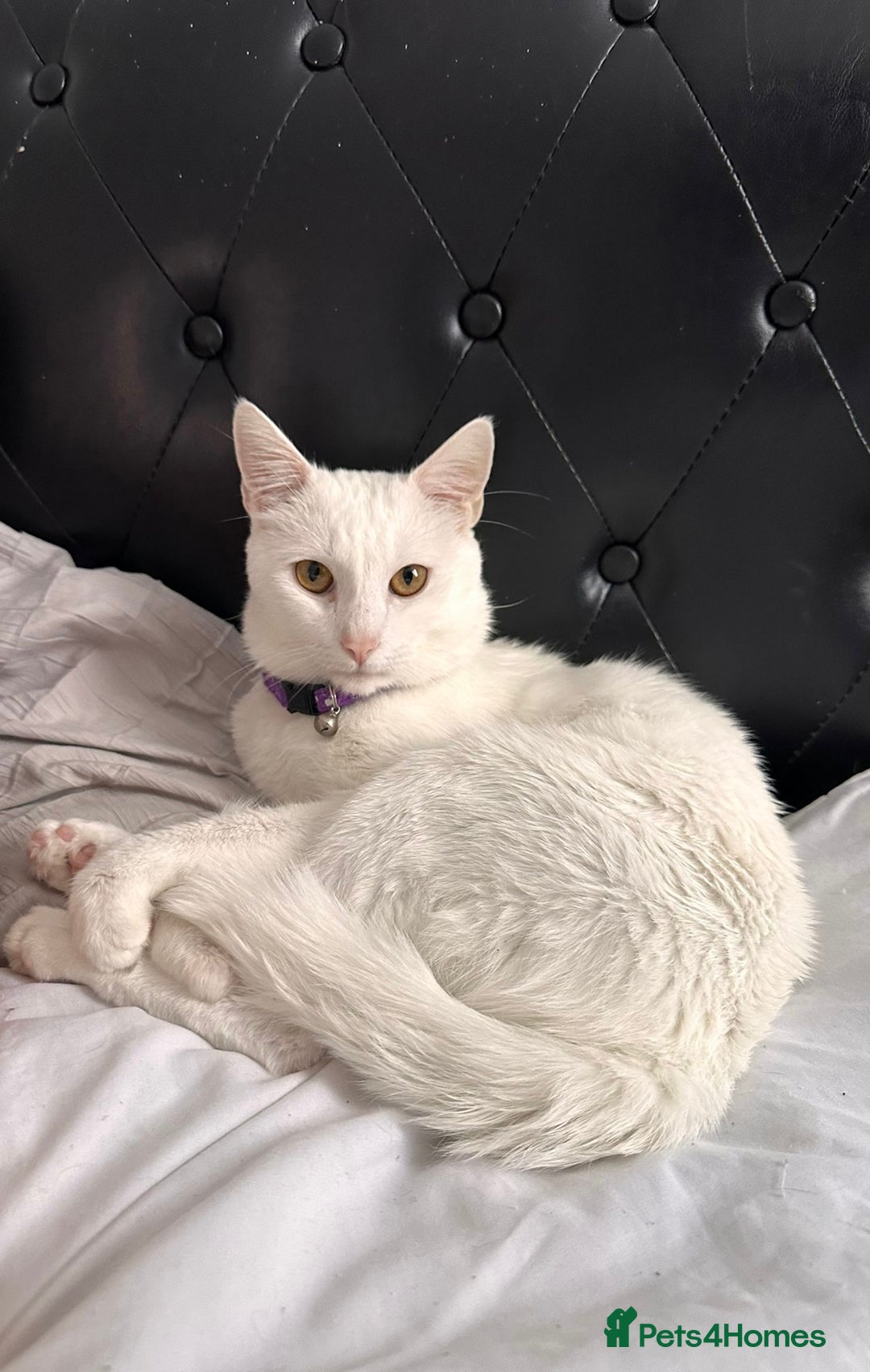 Mixed Breed cats for sale: Black / Brown And White Kittens - Advert 20