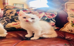 Mixed Breed cats for sale: *READY NOW* 3 Beautiful White Kittens - Image 13