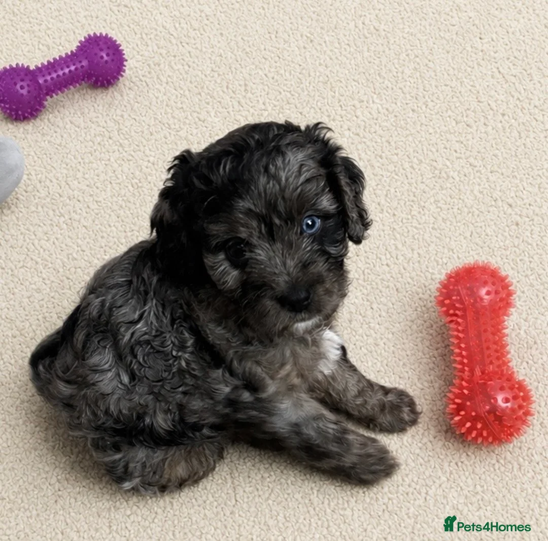 Cavapoo dogs for sale: 4 Beautiful Cavapoo puppies - Advert 2