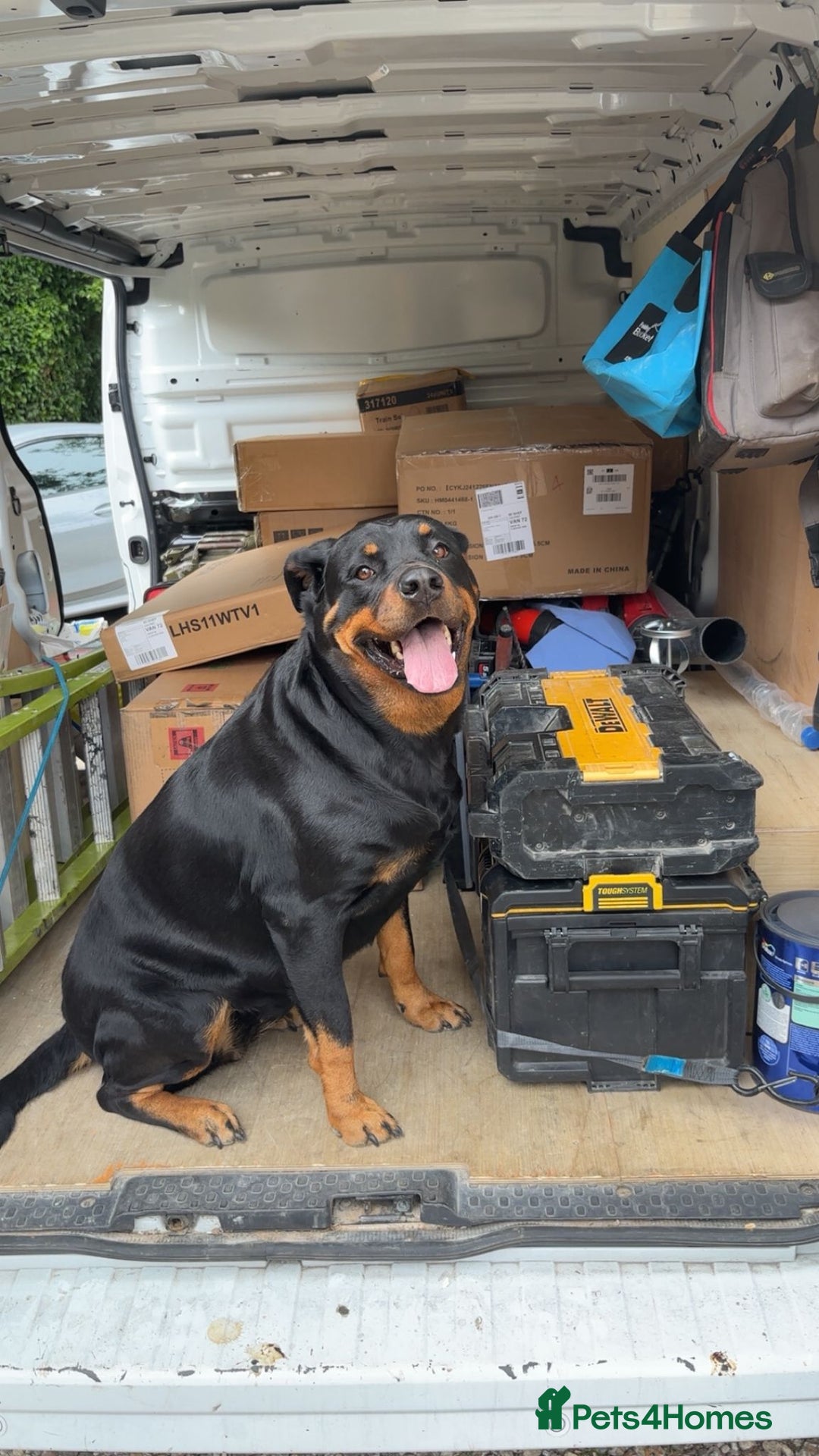 Rottweiler dogs for sale: Beautiful 4 year old Rottweiler  - Advert 15