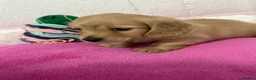 Miniature Dachshund dogs for sale: KC Miniature Long Haired English Cream Dachshunds  - Advert 11