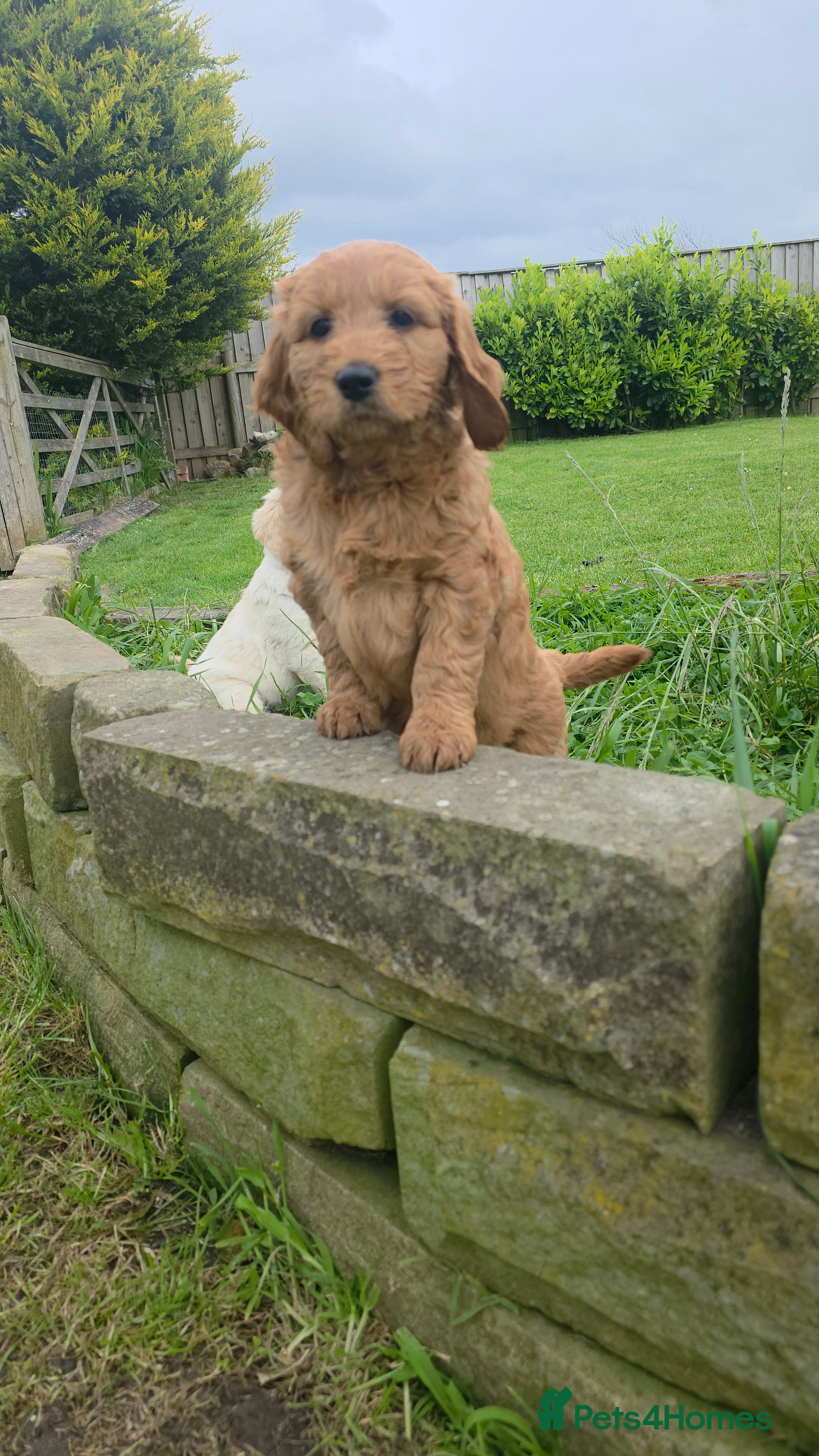 Mini Goldendoodle dogs Beautiful miniature goldendoodle puppies for sale - Advert 1
