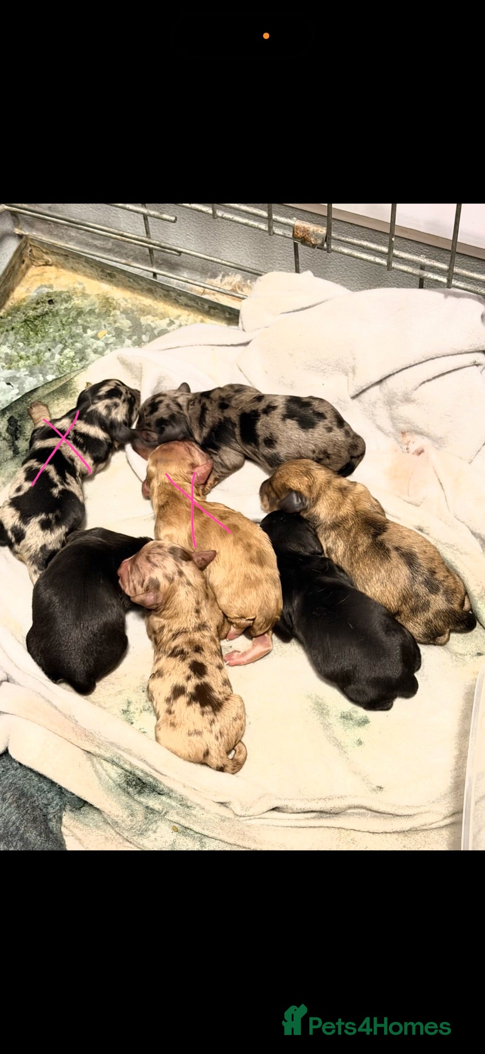 Miniature Dachshund dogs Beautiful Miniature Dachshund Puppies - Advert 1