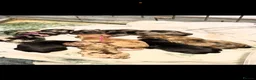 Miniature Dachshund dogs for sale: Beautiful Miniature Dachshund Puppies in Ipswich - Advert 1