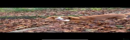 Cocker Spaniel dogs for sale: Cocker spaniel puppies  - Advert 20