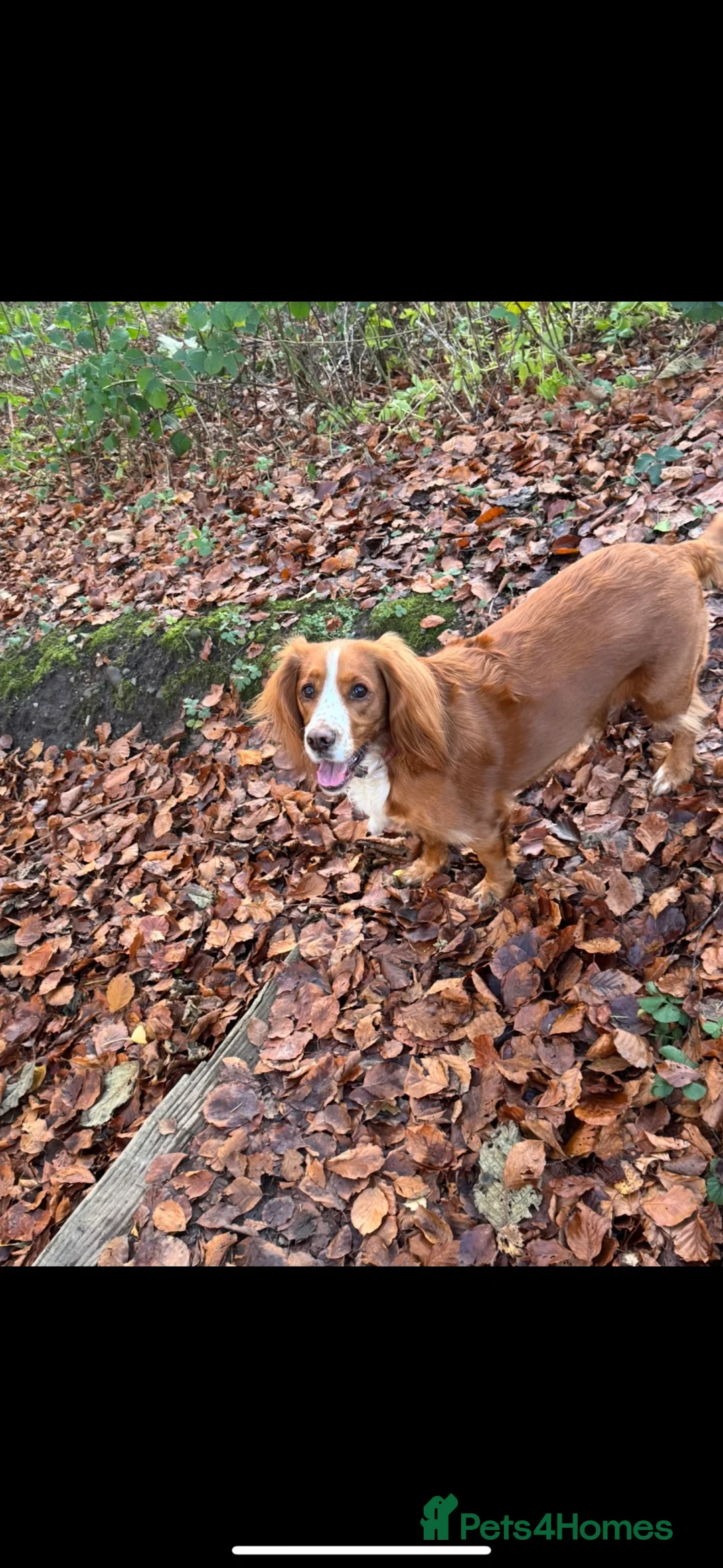 Cocker Spaniel dogs for sale: Cocker spaniel puppies  - Advert 20