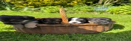 Jack Russell dogs for sale: Jack Russell puppies  - Advert 4