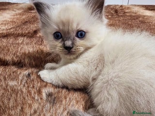 Ragdoll cats Stunning ragdoll kittens - Advert 9