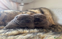 Chow Chow dogs for sale: Show Quality Chows  - Image 14