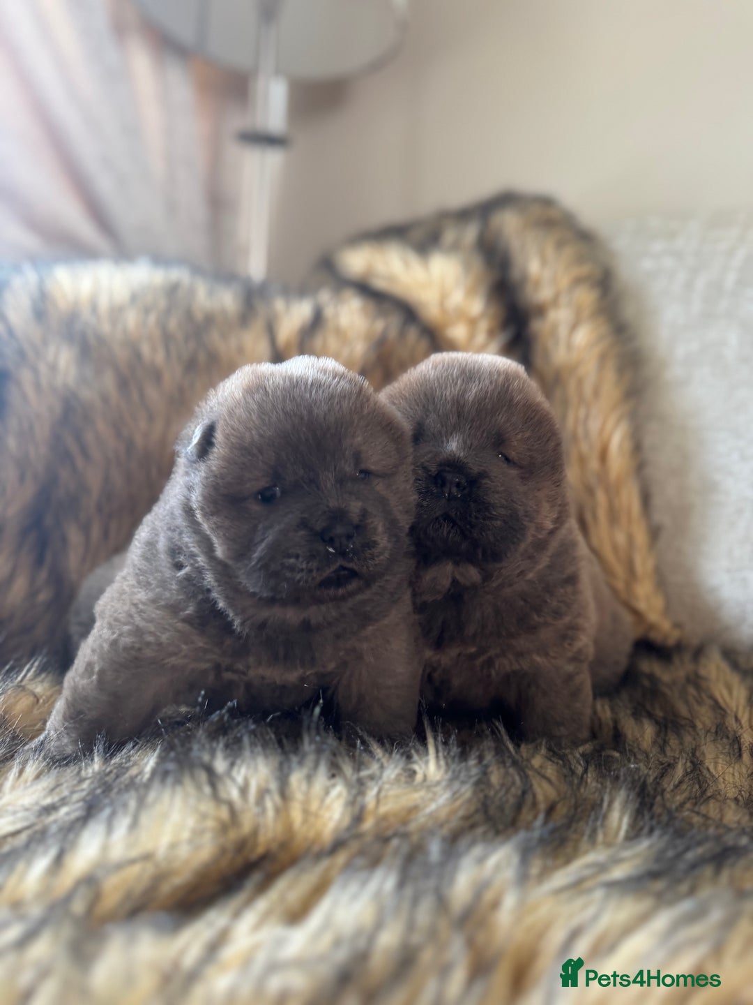 Chow Chow dogs for sale: Show Quality Chows  - Image 14