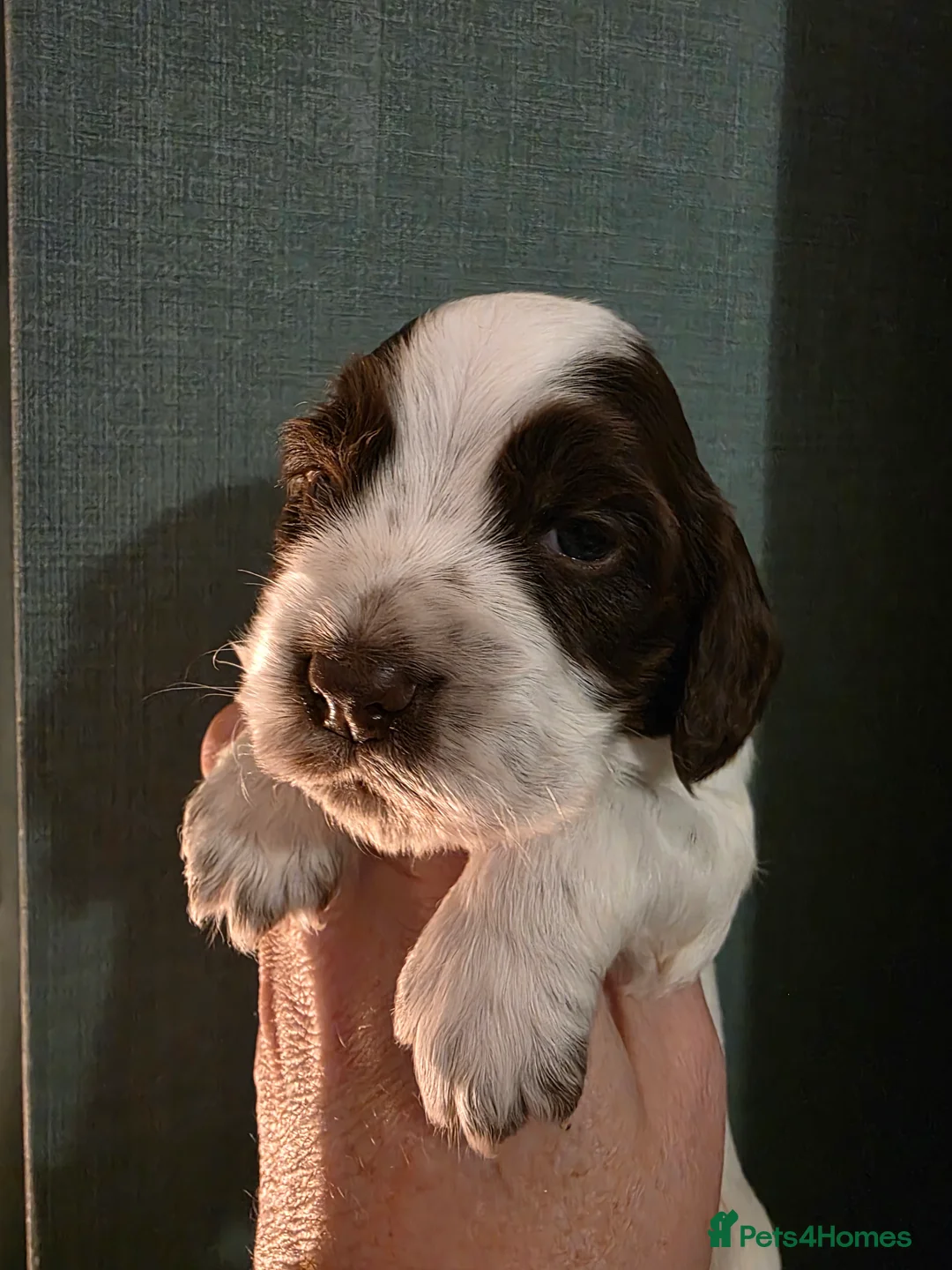 Cocker Spaniel dogs for sale: Choc roan cocker spaniel pups  - Advert 11