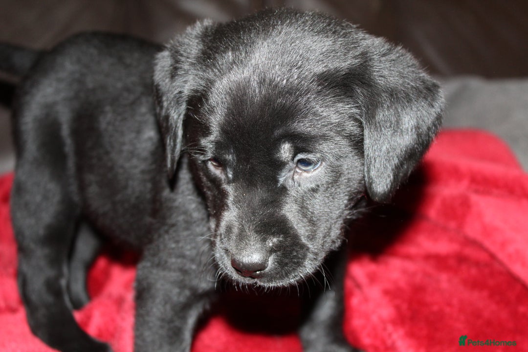 Labrador Retriever dogs for sale: 🔥 KC LABRADOR PUPPIES SILVER CHOCOLATE AND BLACK - Advert 7