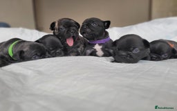 French Bulldog dogs for sale: 2 Girls and 4 Boys - Image 11