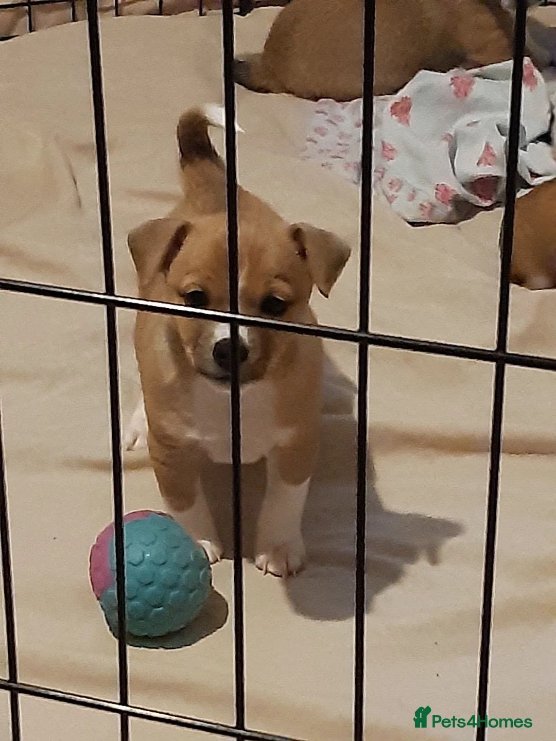 Mixed Breed dogs for sale: Jackawawa  - Advert 2