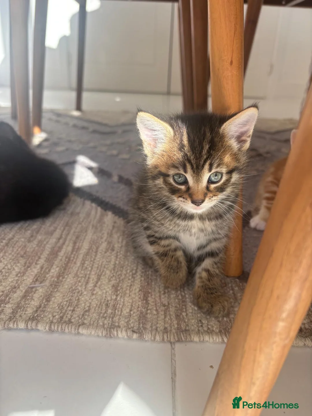 Mixed Breed cats for sale:  Adorable Tabby Kitten Playful, Friendly 🐾 - Advert 2