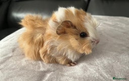 Guinea Pig rodents for sale: Stunning baby guinea pigs Abyssinian/ funkies - Image 2