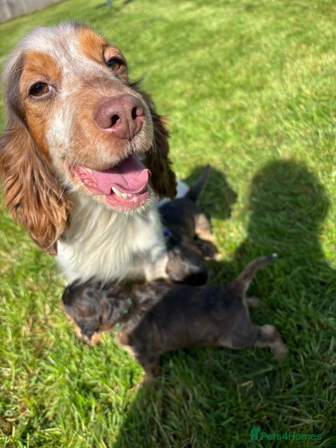 Cockapoo dogs for sale: Beautiful cockerpoo puppy - Advert 2