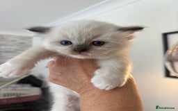 Ragdoll cats for sale: Gorgeous European ragdolls, Tica registered - Image 4