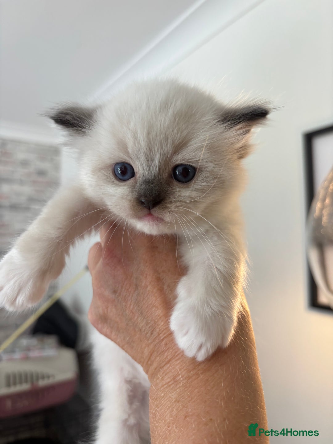 Ragdoll cats for sale: Gorgeous European ragdolls, Tica registered - Image 4