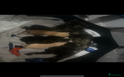 Mixed Breed cats for sale: Litter of 6 kittens- ginger/multi  - Advert 2