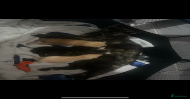 Mixed Breed cats Litter of 6 kittens- ginger/multi  - Advert 14