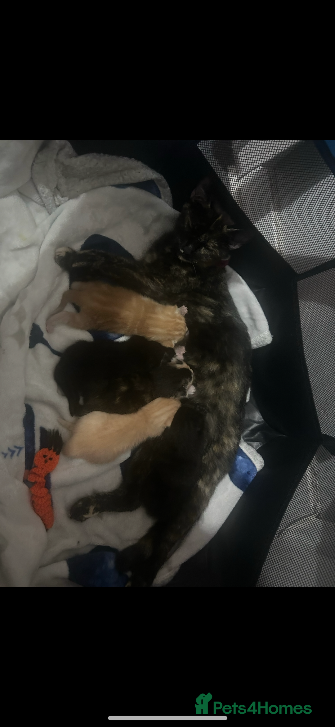 Mixed Breed cats for sale: Litter of 6 kittens- ginger/multi  - Advert 2