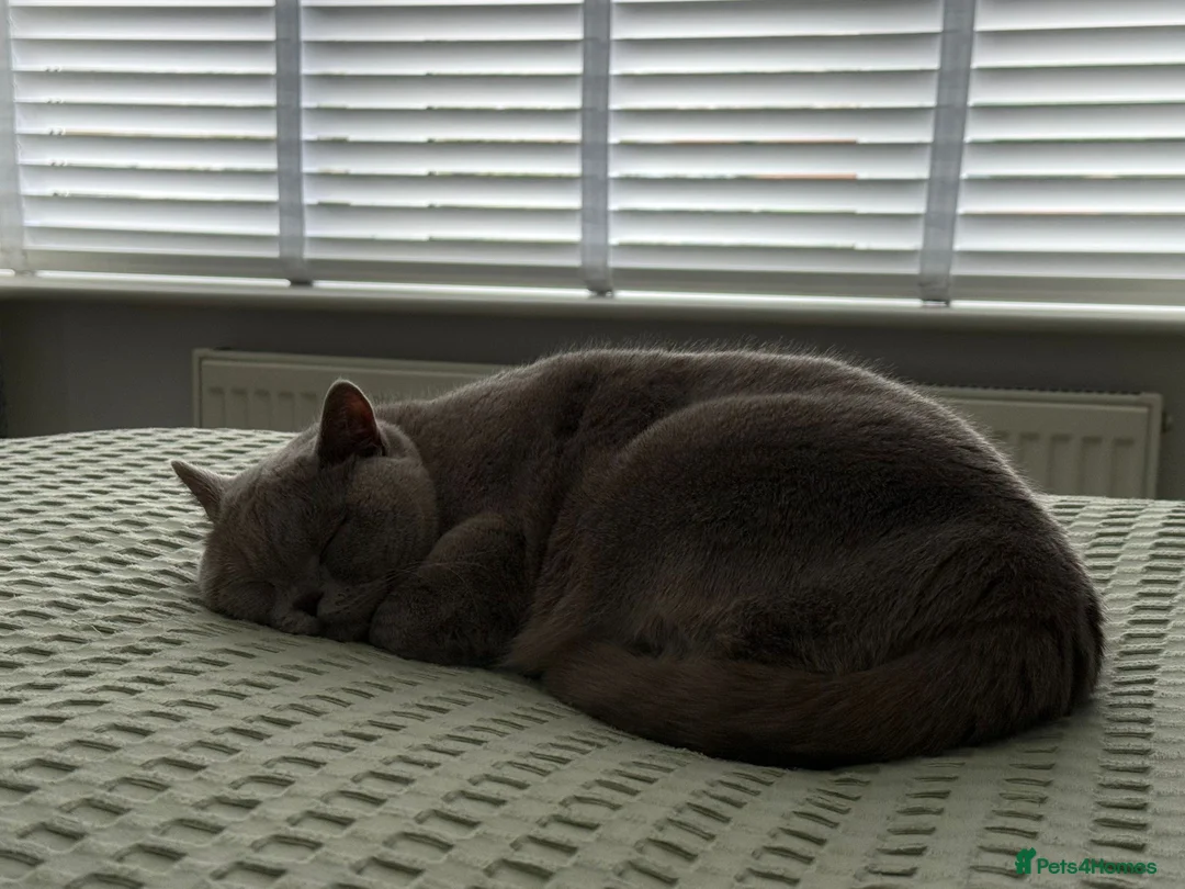 British Shorthair cats for sale: British blue short hair Stormi 🩶 in Accrington - Advert 3