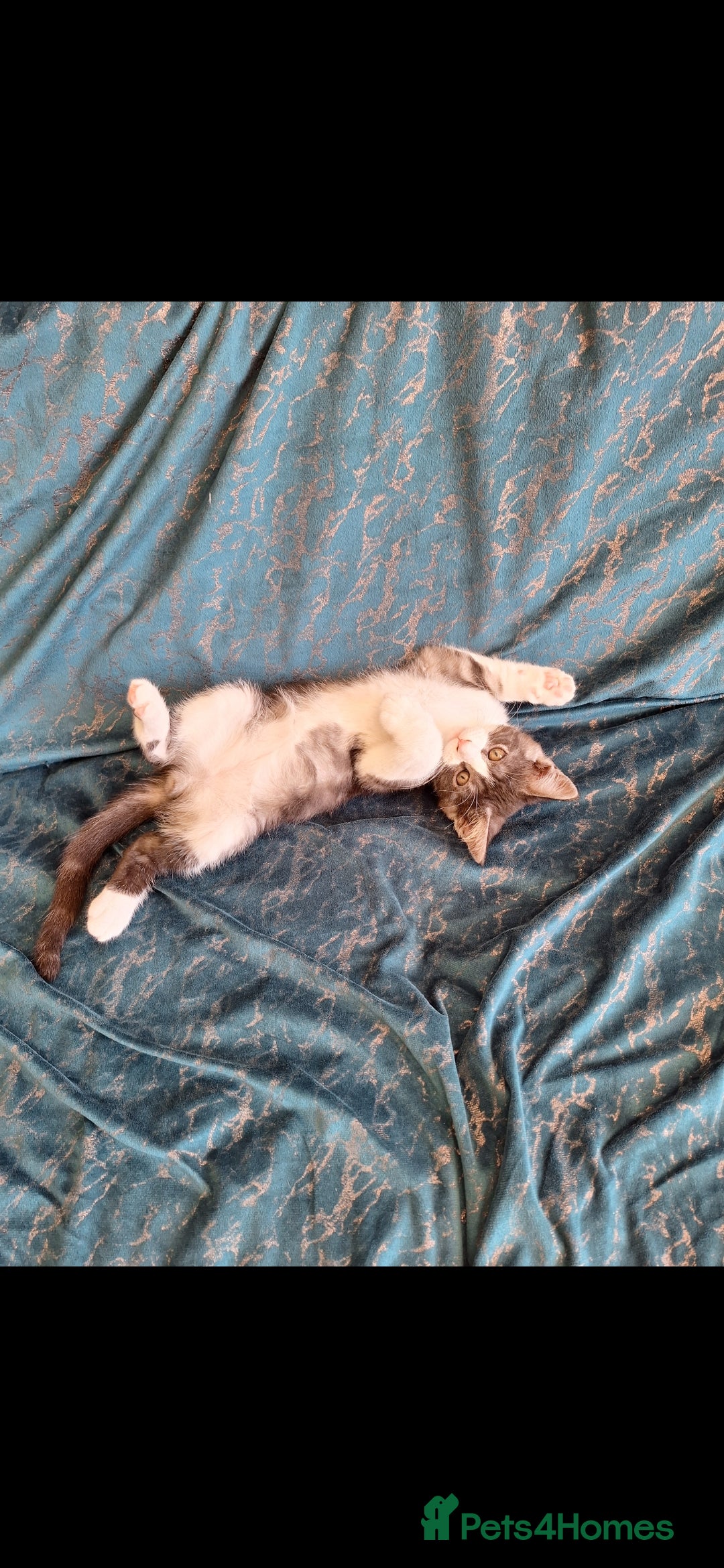 Maine Coon cats for sale: Maine Coon cross breed kittens 😸 😍  - Advert 14