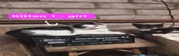 Mixed Breed cats for sale: Friendly farm kittens seeking their forever homes in Gretna - Advert 3