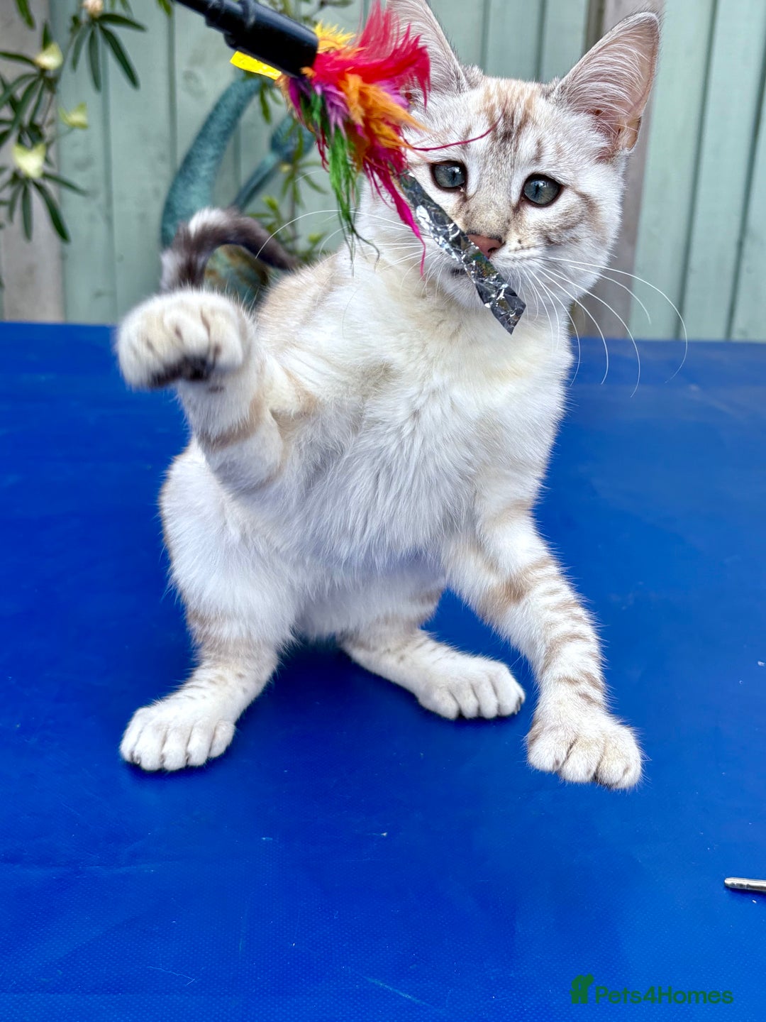 Savannah cats for sale: Breath taking rare girl - Image 20
