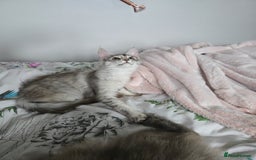 Maine Coon cats for sale: MAINE COON TICA REGISTERED KITTENS READY NOW  - Image 3