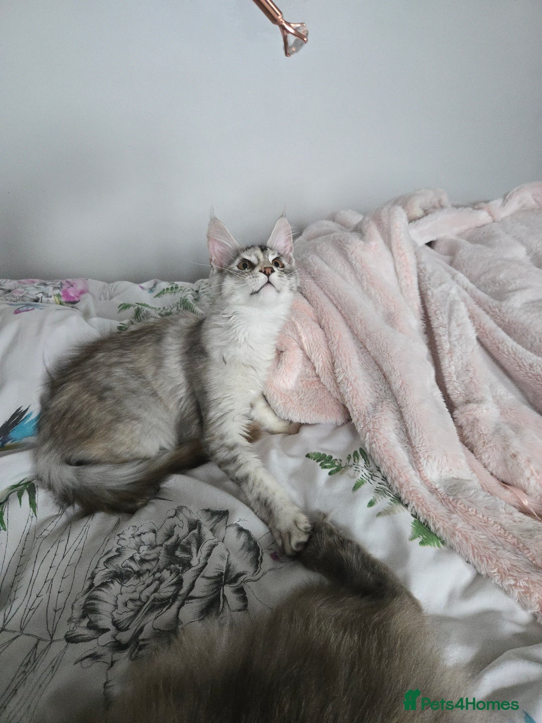 Maine Coon cats for sale: MAINE COON TICA REGISTERED KITTENS READY NOW  - Image 3