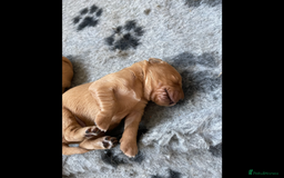 Golden Retriever dogs for sale: KC reg fox Red golden retrievers  - Image 11