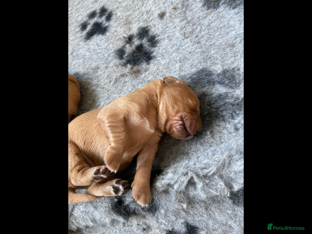 Golden Retriever dogs for sale: KC reg fox Red golden retrievers  - Image 11