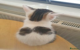 Mixed Breed cats for sale: The three musketeers are looking for new homes - Image 26