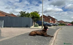 Belgian Shepherd Dog dogs for sale: Litter  - Image 37