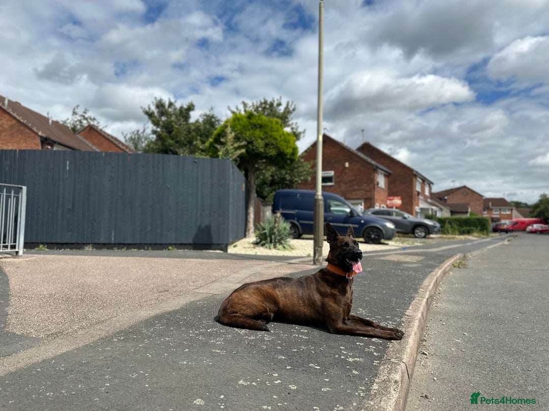 Belgian Shepherd Dog dogs for sale: Litter  - Image 37