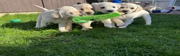 Goldador dogs for sale: Last Goldador Puppy 12wks Vaccinated Ready Now  - Advert 16